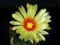 Preview: Plant with flower